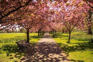 Allée de parc bordée de cerisiers en fleurs sous le soleil, évoquant le bien-vieillir et le retour à domicile